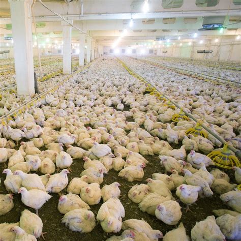 animals that are apart of factory farms
